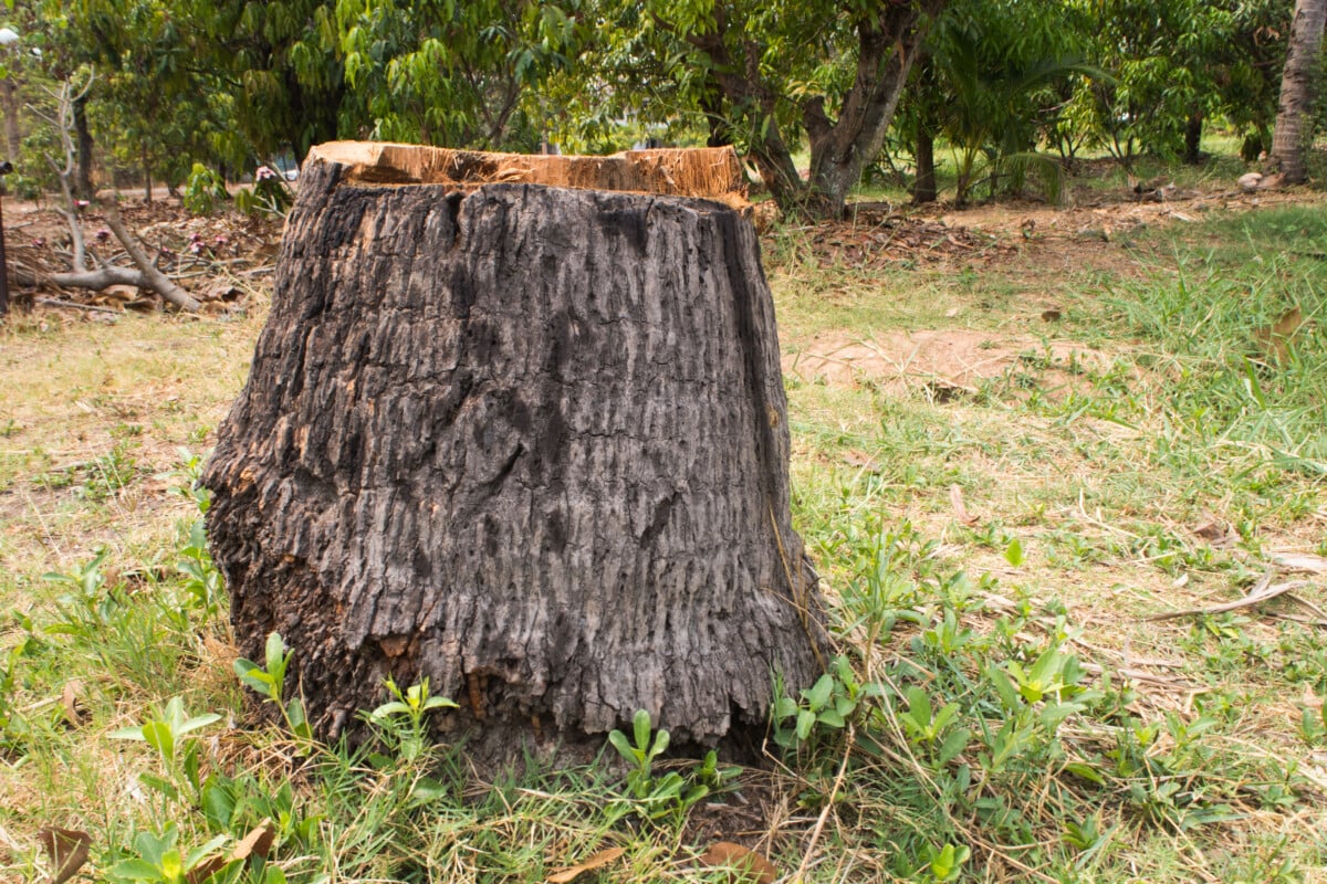 10 Creative Things You Can Do With a Tree Stump