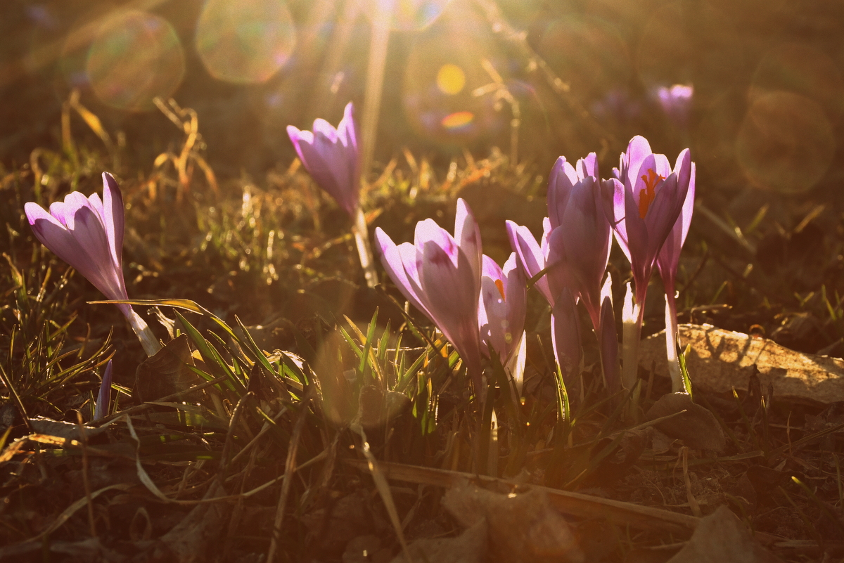 13 Ways to Celebrate the First Day of Spring – Gardeners’ Edition