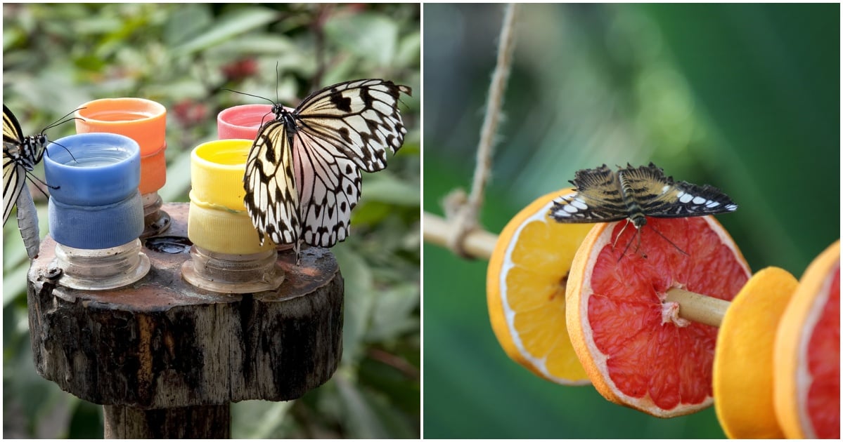 8 DIY Butterfly Feeder Ideas + 5 More Ways To Attract Butterflies