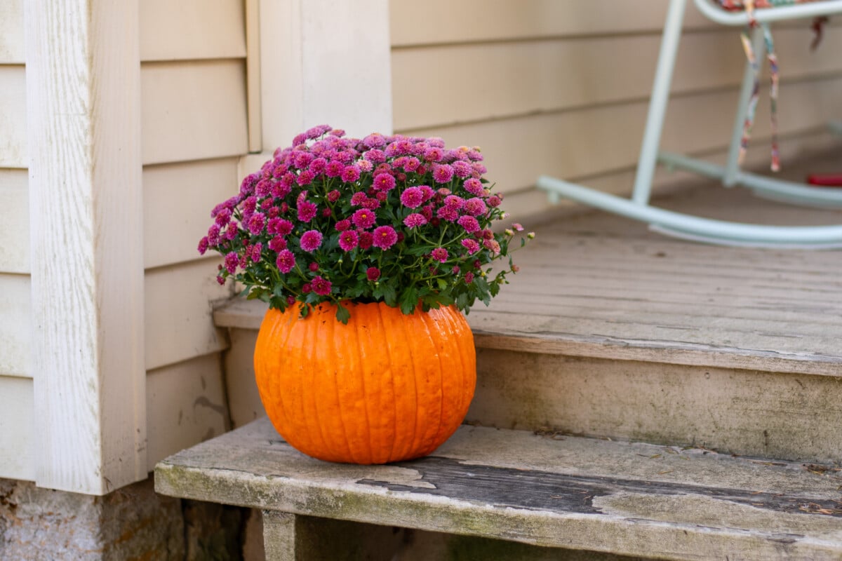 Create This Charming Mum & Pumpkin Planter in 5 Minutes